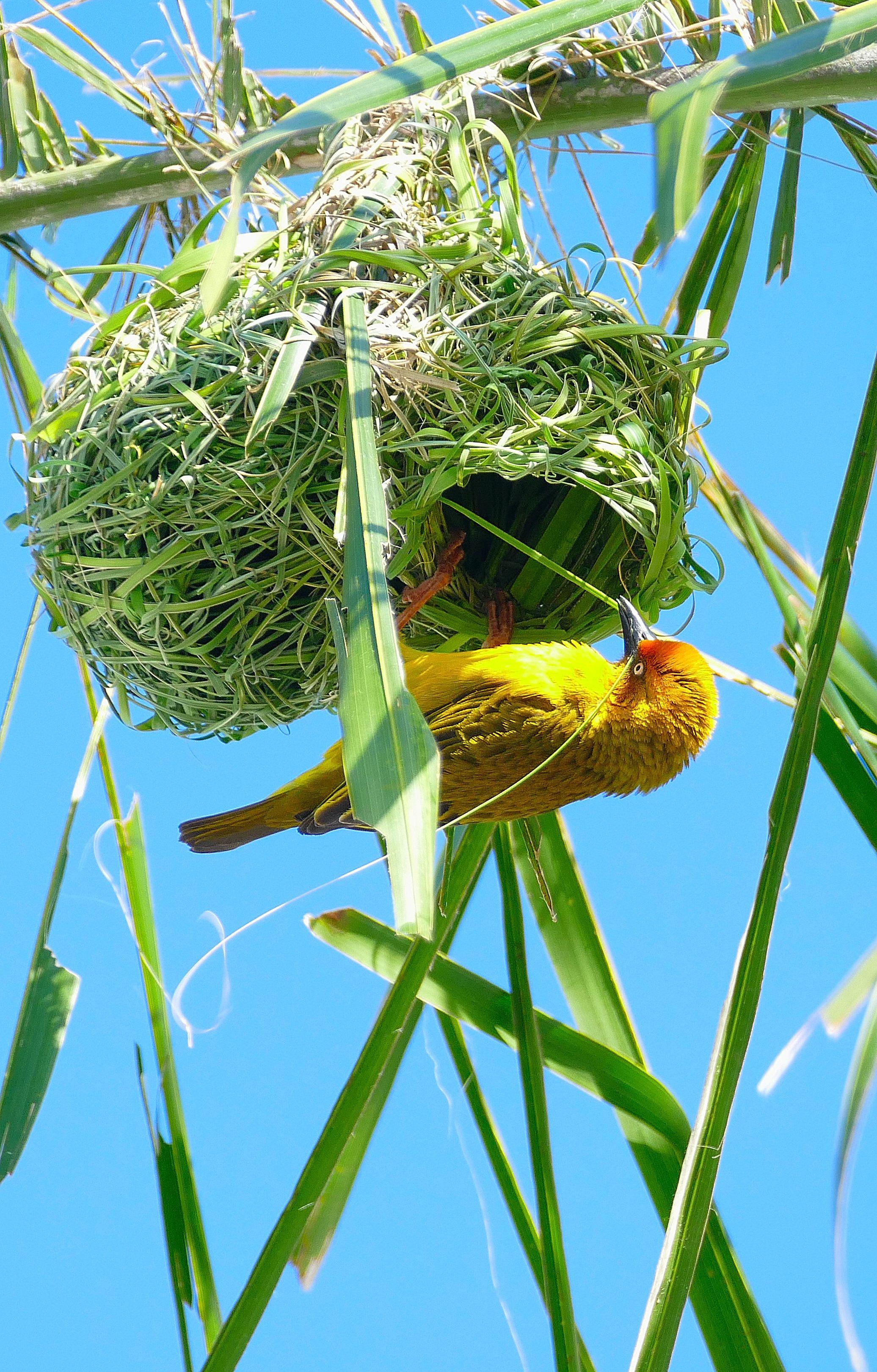 南非杰出的鸟儿建筑师:织巢鸟(原创摄影)
