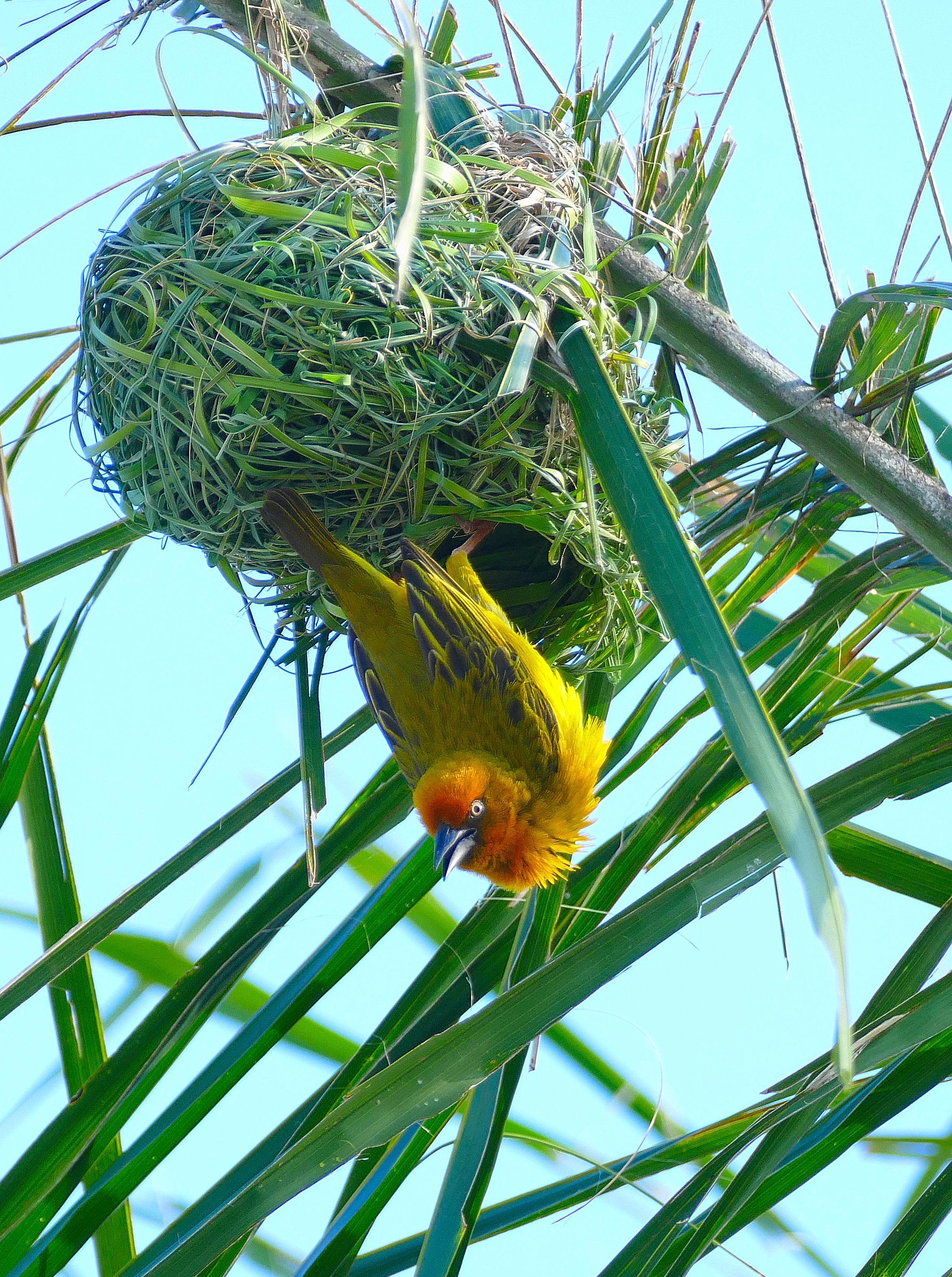 南非杰出的鸟儿建筑师:织巢鸟(原创摄影)