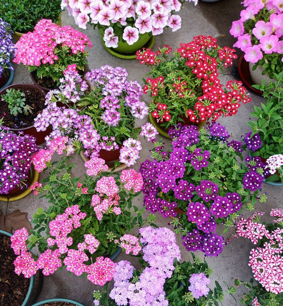 养美女樱盆栽,避开这几大禁忌,让你的美女樱更多彩靓丽!