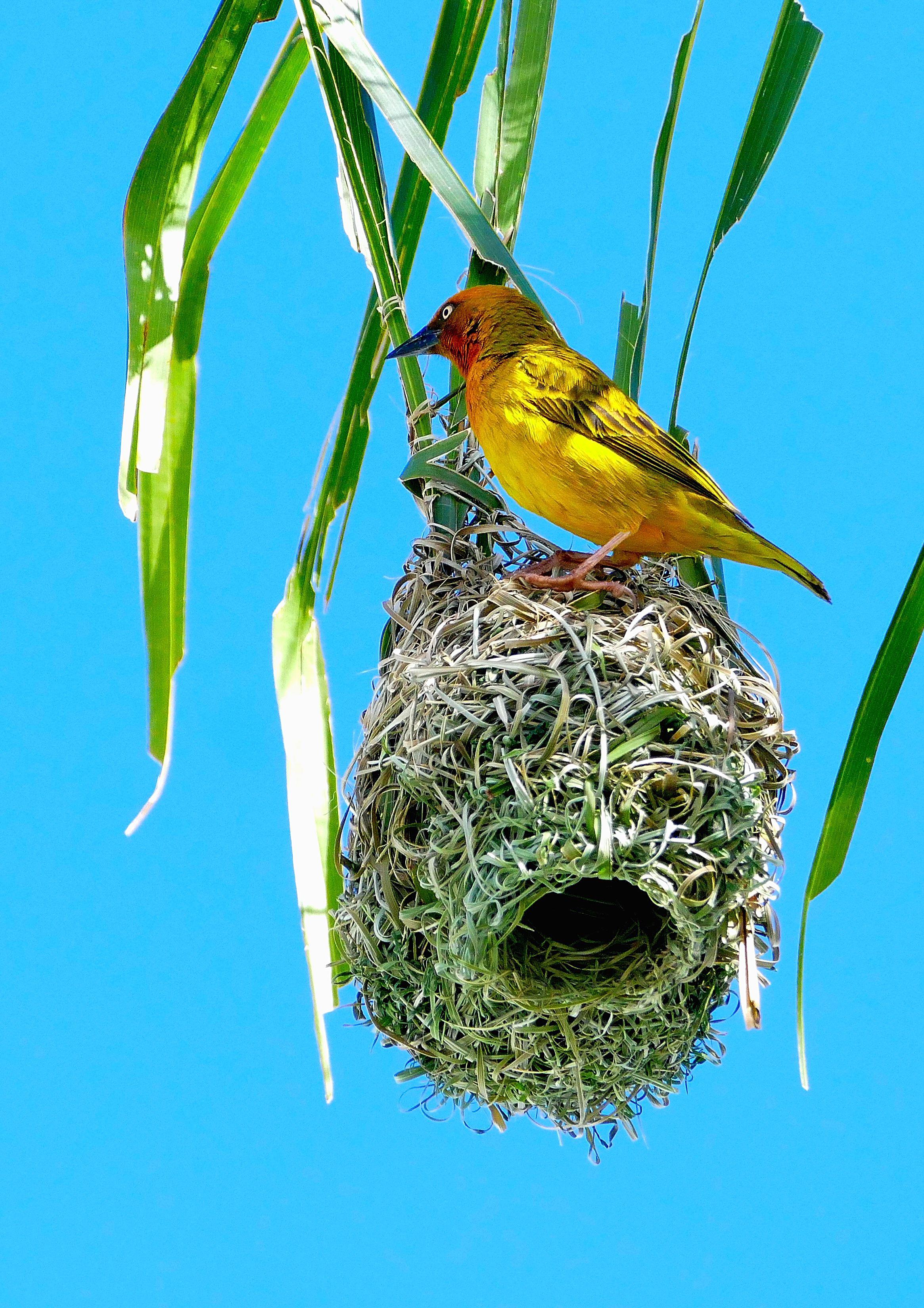 南非杰出的鸟儿建筑师:织巢鸟(原创摄影)