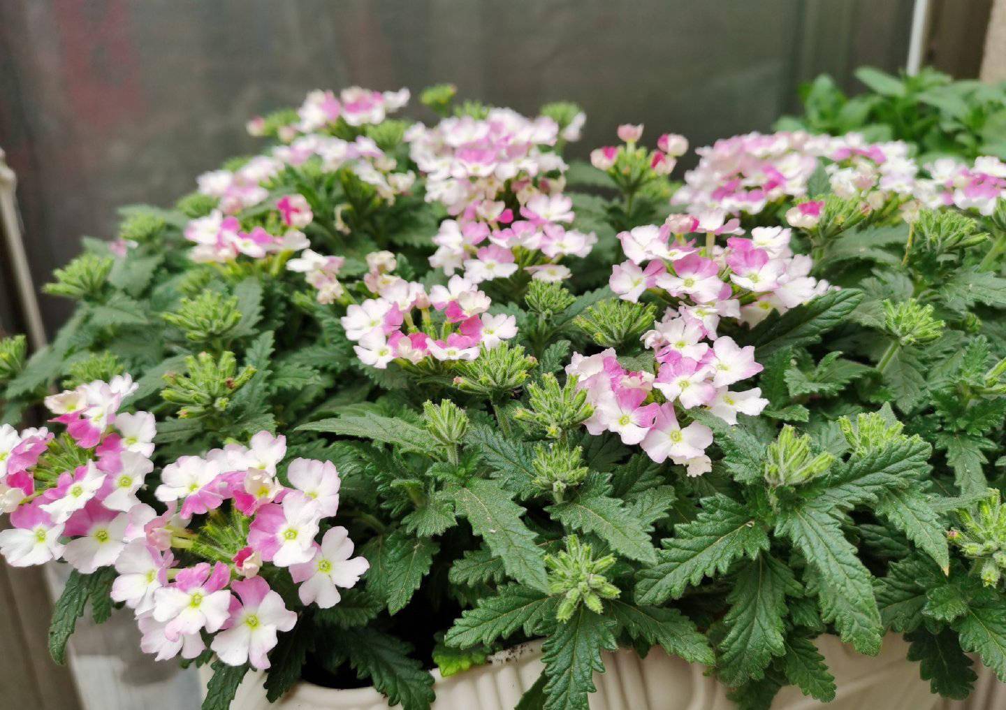 养美女樱盆栽,避开这几大禁忌,让你的美女樱更多彩靓丽!