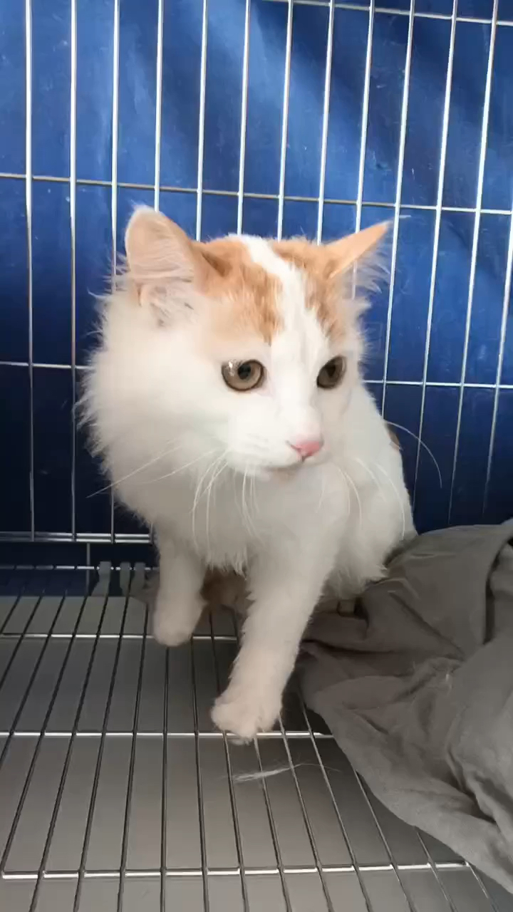 上海宠物领养救助站收养的黄白猫妹上车去新家了 求关注支持上海流浪