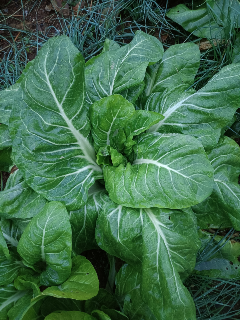 甜菜又名猪窝菜,一般农村用喂猪的,但它也是人们爱吃的青菜,它的菜身