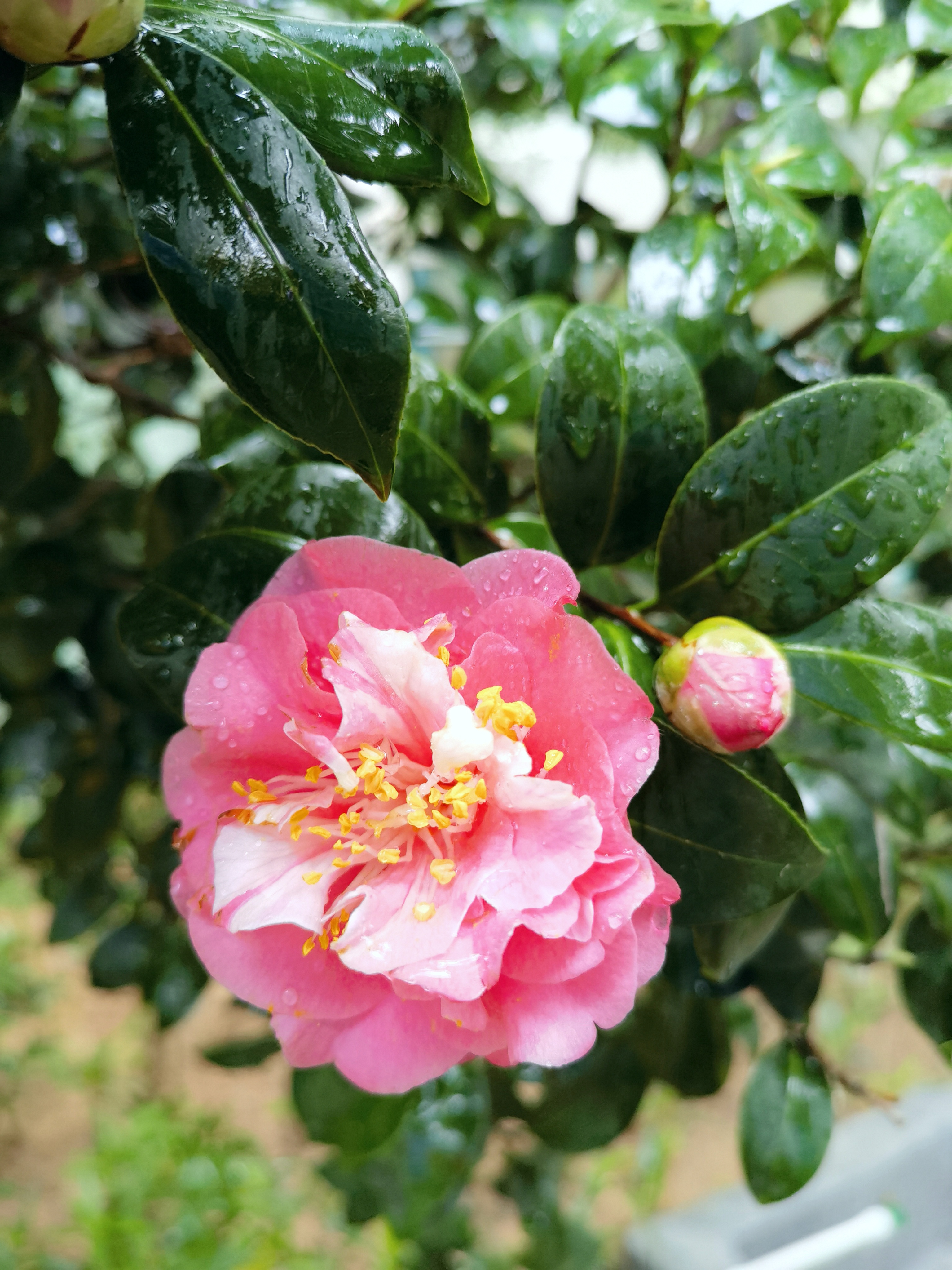 茶花开花的样子图片