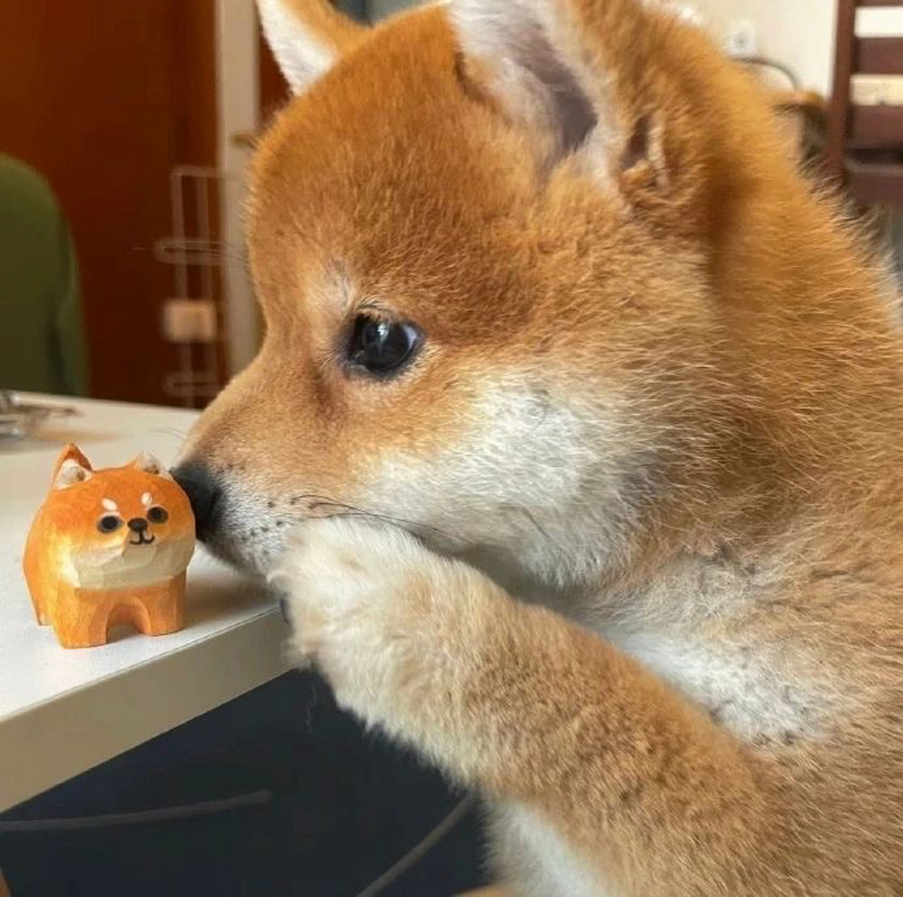 狗狗头像集 小狗能给你什么呢?