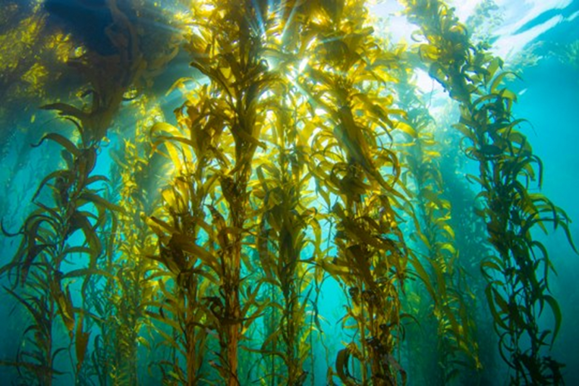 此时海藻闪亮登场:生长迅速且营养丰富;含蛋白质矿物