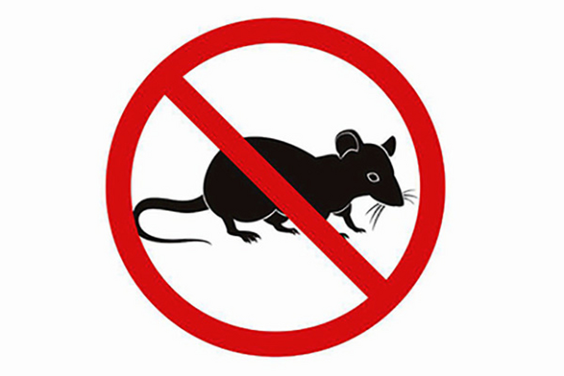 老鼠无处不在,它们不仅肮脏,携带病菌还传播疾病!