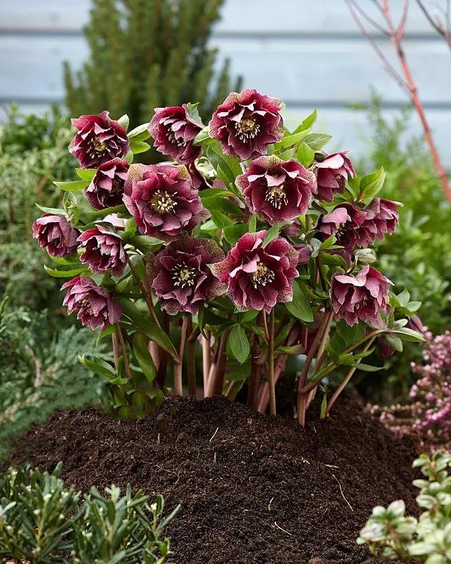 冰雪中的生命奇迹——铁筷子,花朵小巧玲珑,颜色丰富!