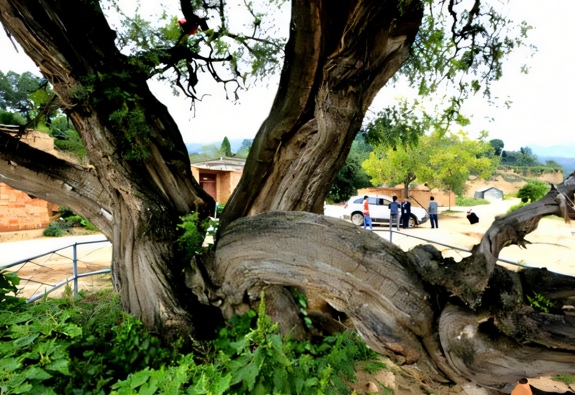 黑果木是一种多棘刺灌木,科名为漆树科,它也被称为黑果木,龙须木,降龙