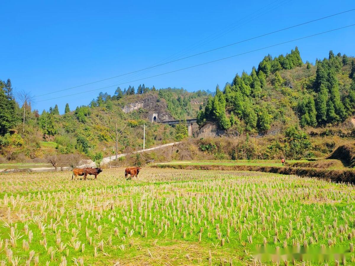 標題家庭破裂換親事件王春花面臨家門趕出