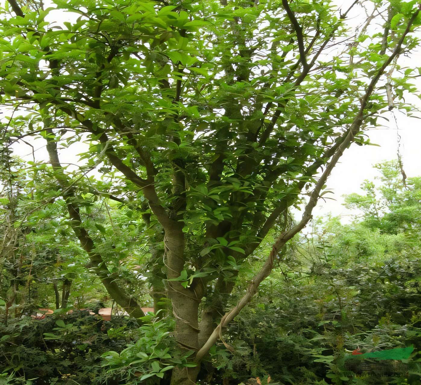 黑果木是一种多棘刺灌木,科名为漆树科,它也被称为黑果木,龙须木,降龙