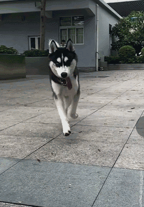 一进门,狗狗就对你"又扑又咬",其实是告诉你这些事!