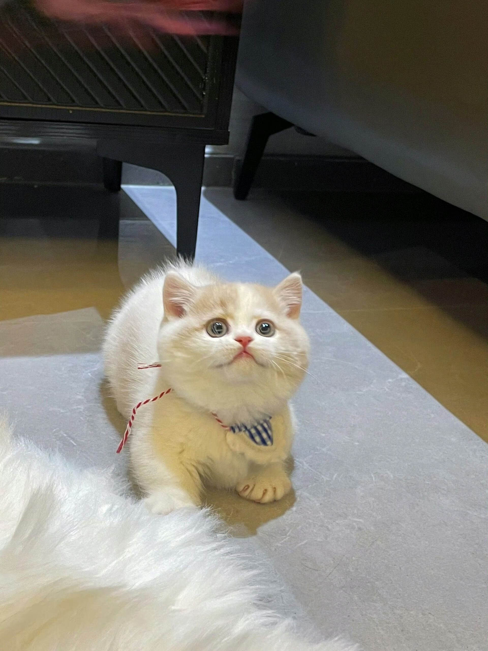 猫猫的wink