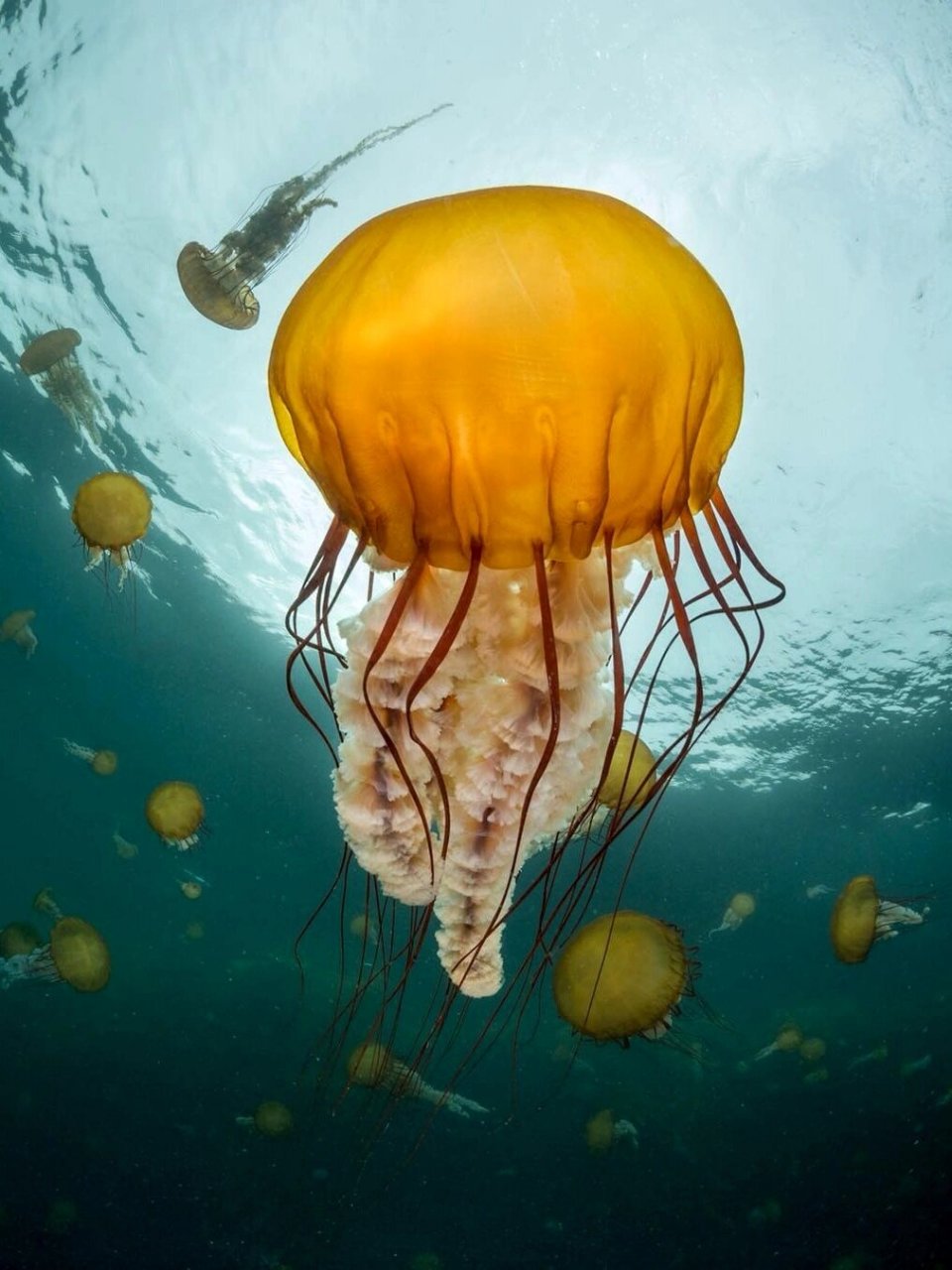 太平洋黄金水母(学名:chrysaora fuscescens)是钵水母纲动物,分苍在