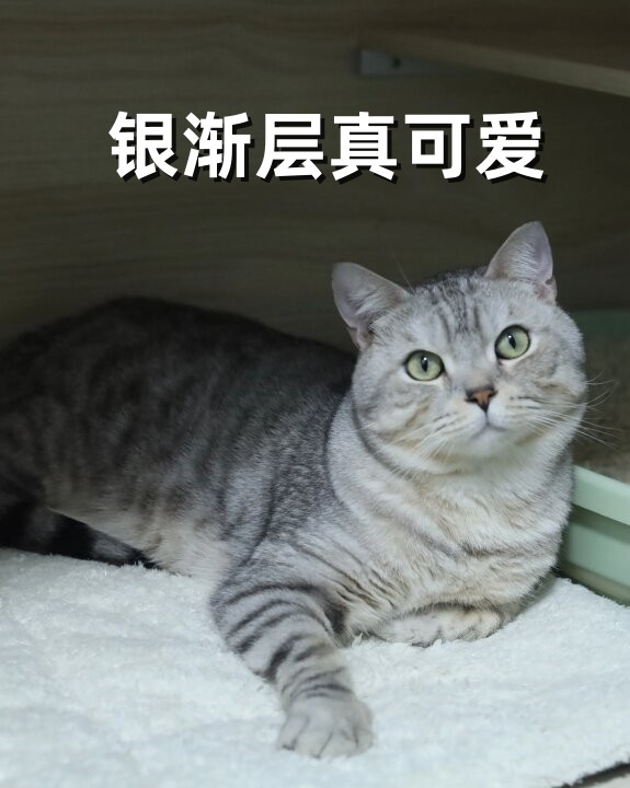 豹猫和银渐层杂交图片