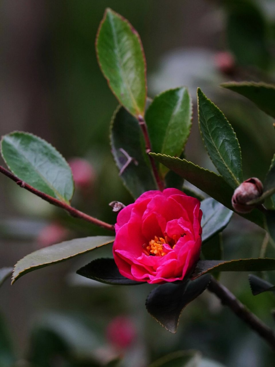 冬日茶梅|小玫瑰(二)  好的,这是为你重新改写的文章:  茶梅品种:小