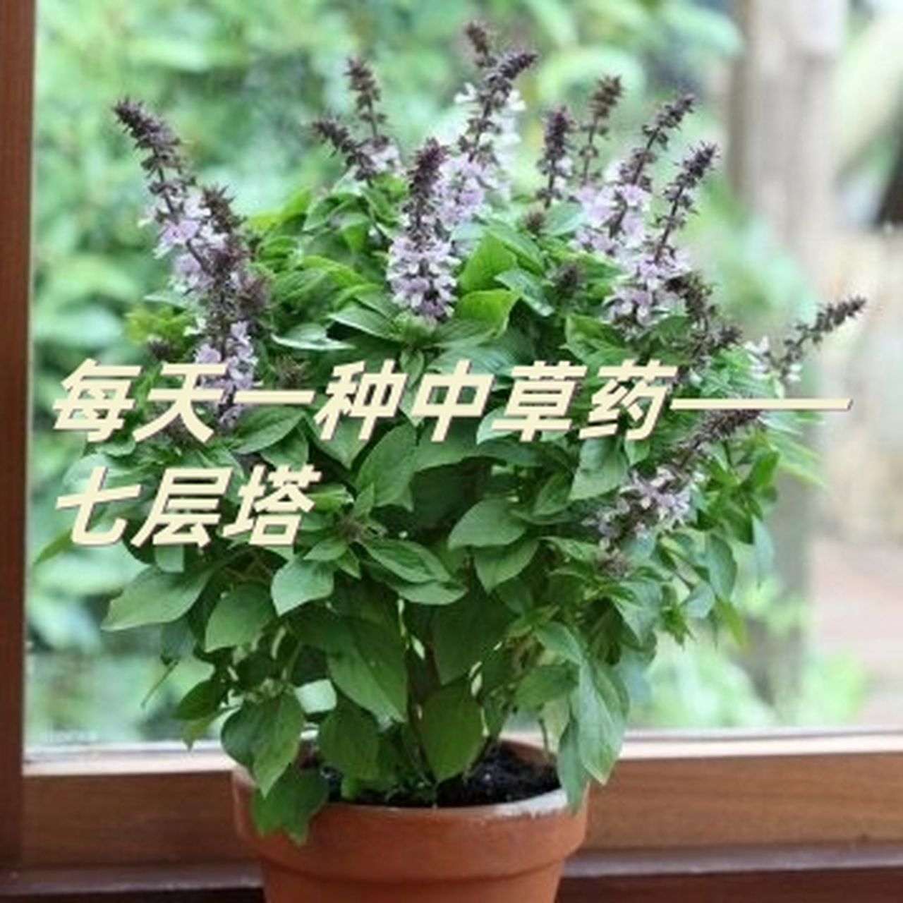 七叶一枝花是什么图片