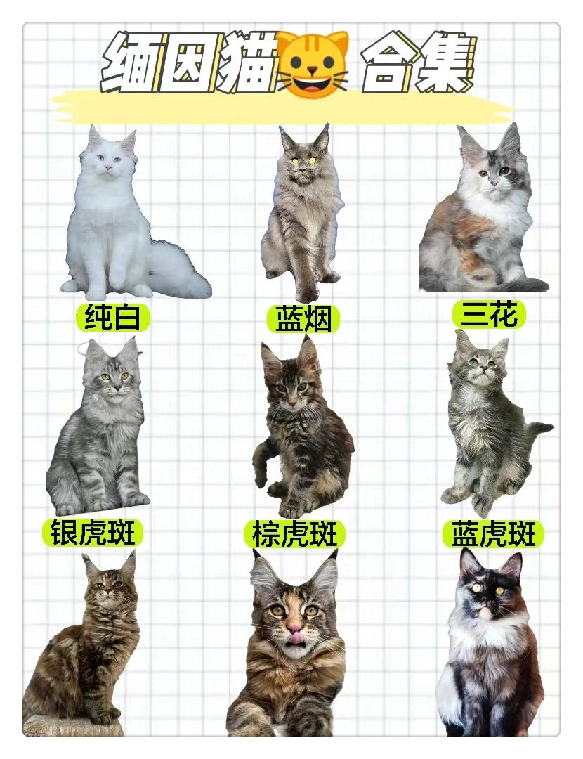 缅因猫花色分类图图片