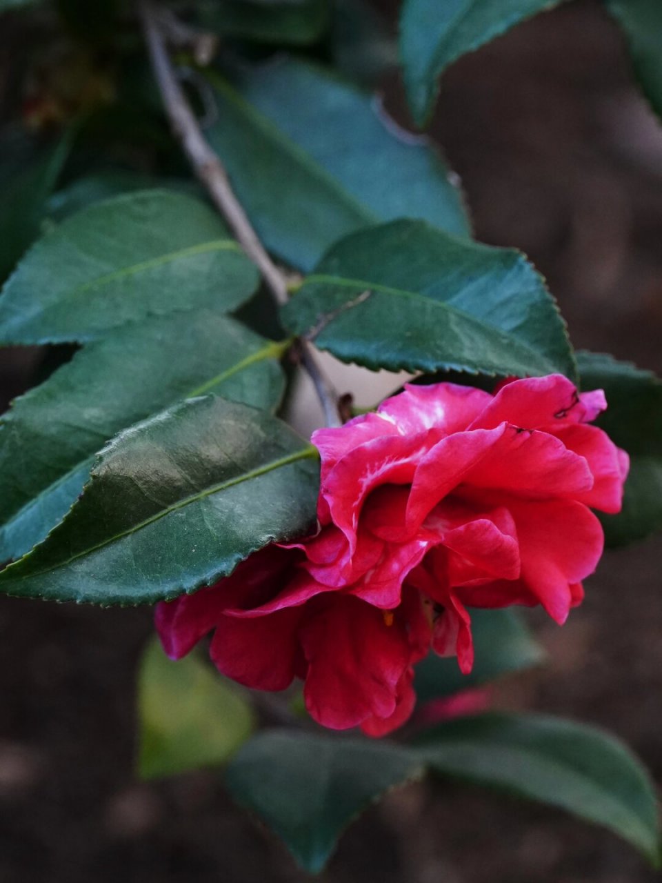 冬日茶梅|小玫瑰(二)  好的,这是为你重新改写的文章:  茶梅品种:小