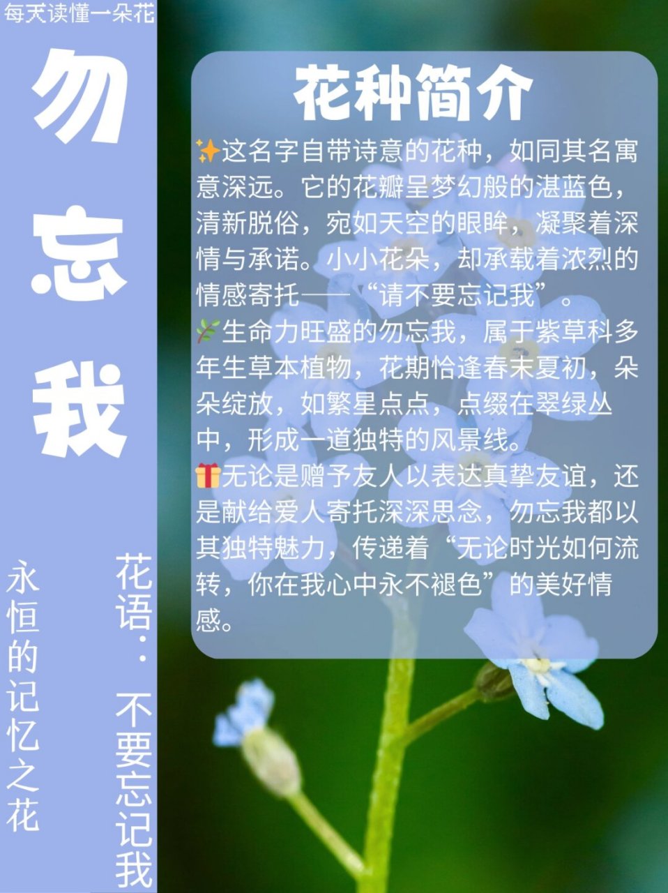 勿忘我神秘森林花语图片