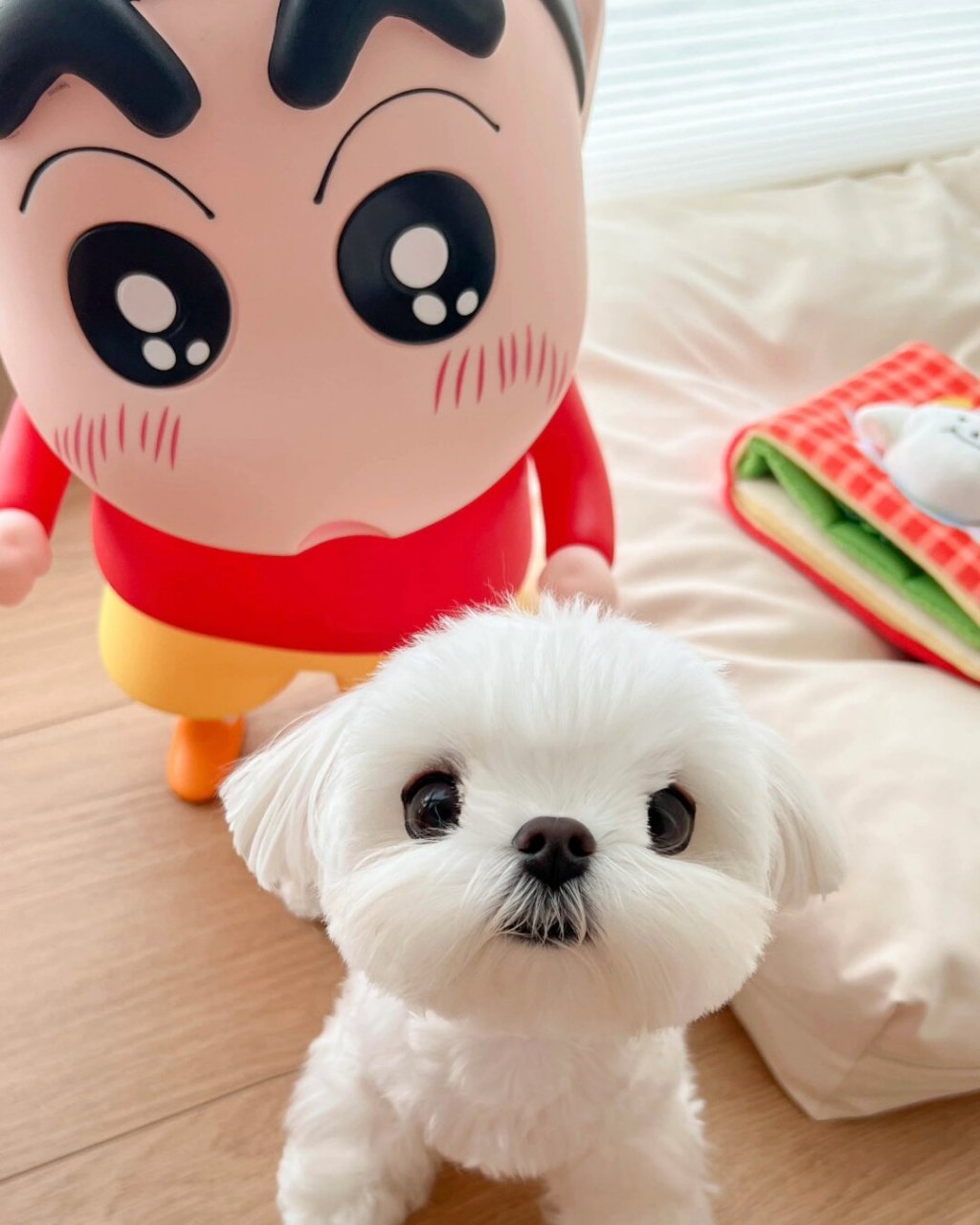 养了一只蜡笔小新同款小狗狗?