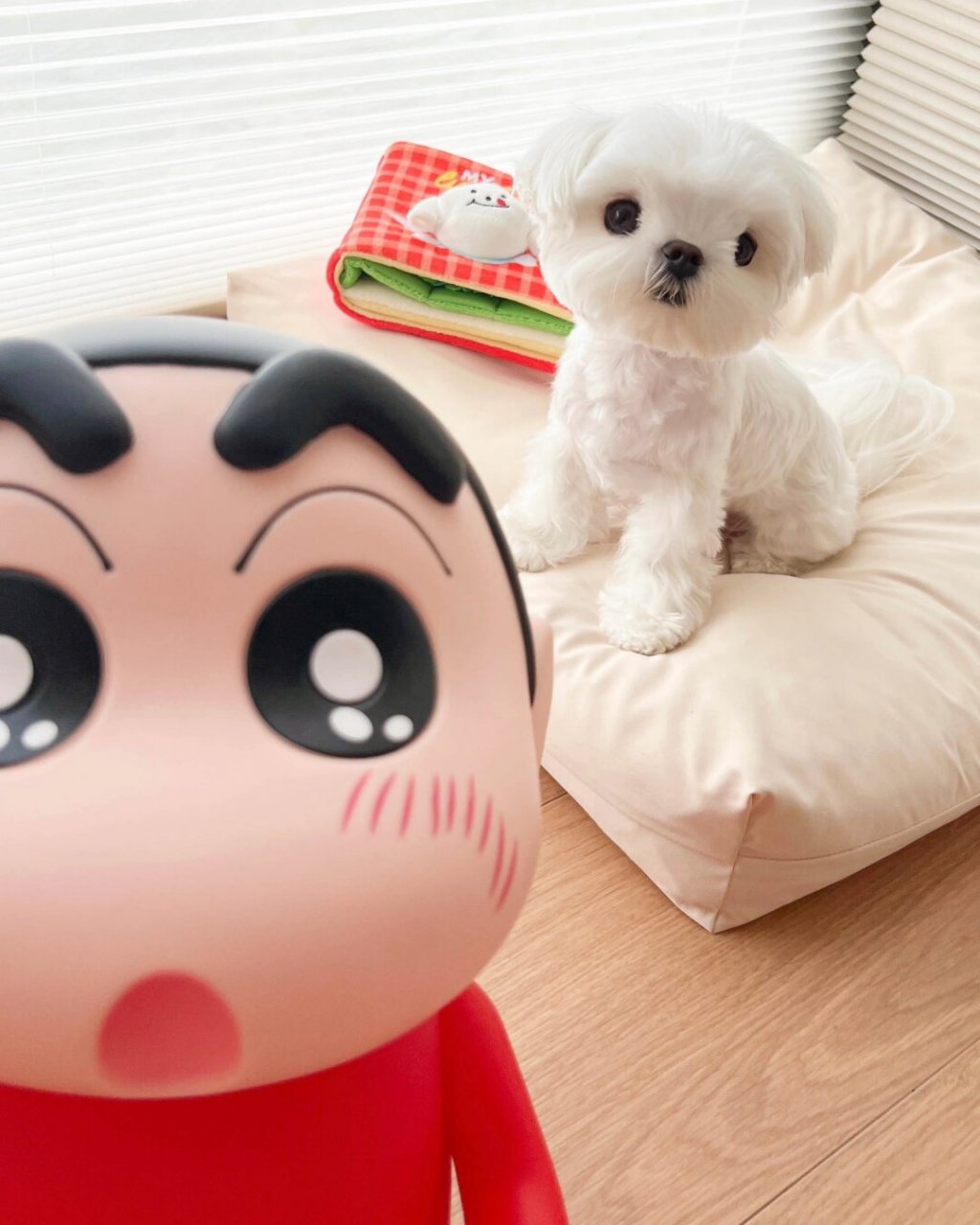 养了一只蜡笔小新同款小狗狗?