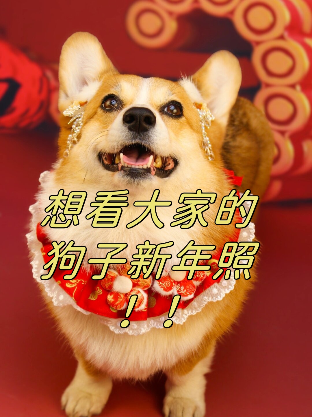 狗精心打扮,让它成为过年时最亮眼的新年宠物狗狗狗节日壁纸过狗年