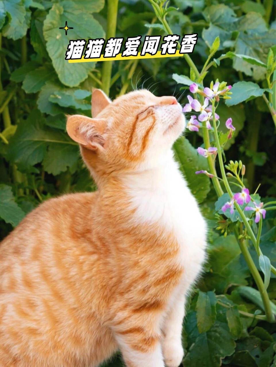 猫猫都爱闻花香  猫咪们对花香有着特别的喜爱.