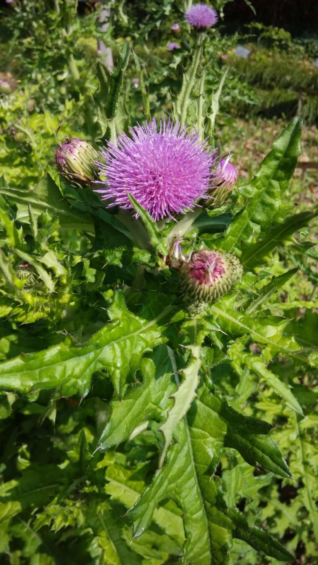 每天认识一种本草植物  大刺儿菜