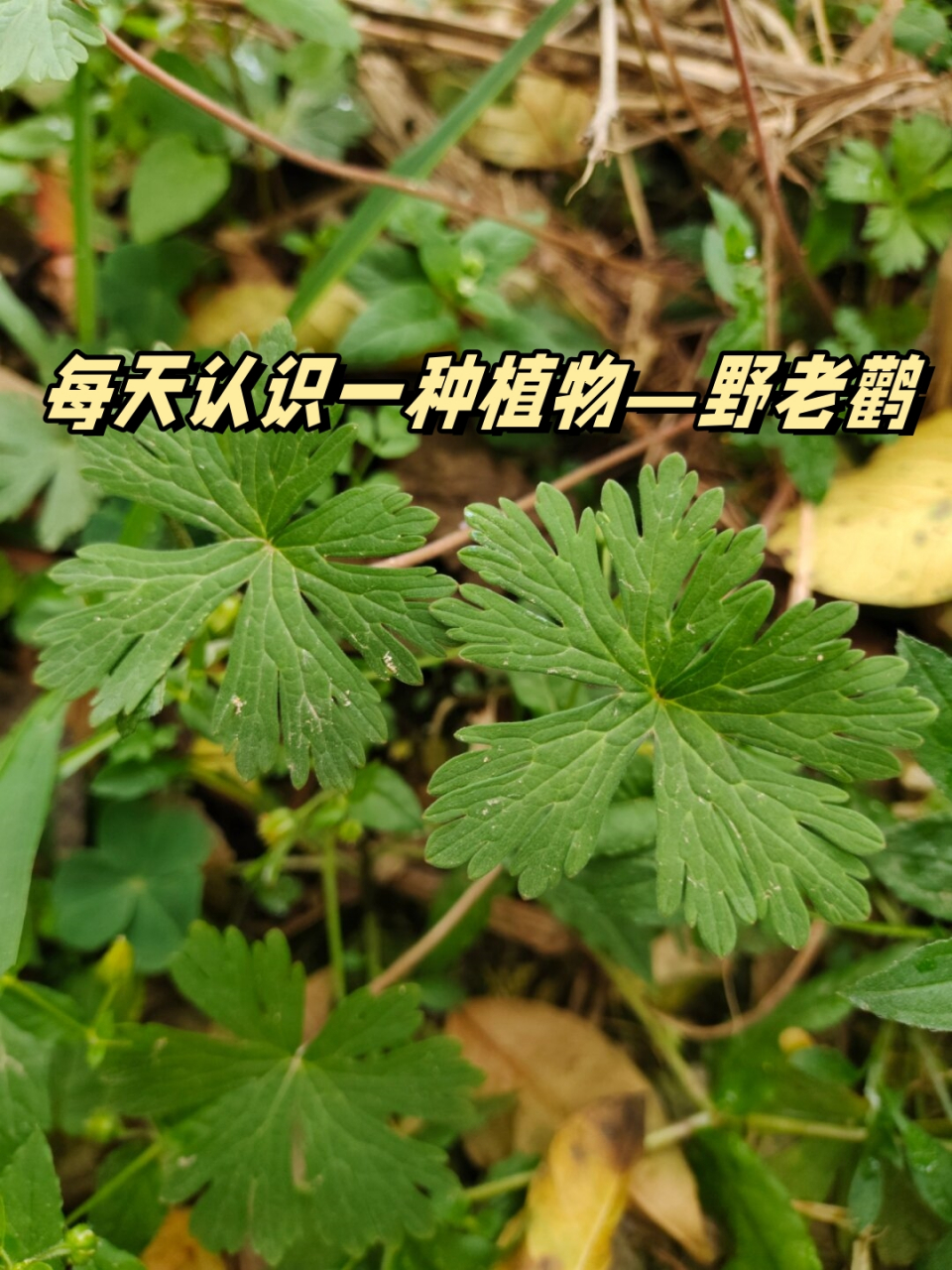 每天认识一种植物—野老鹳  91野老鹳草:自然界的宝藏与多面手  学