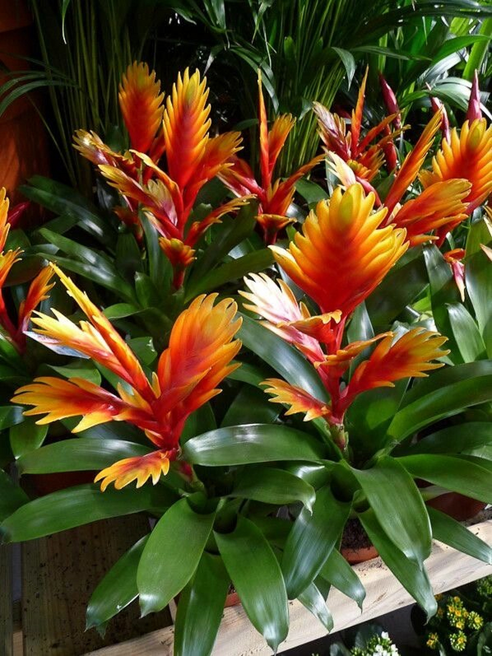 凤梨花:美丽与清新的化身  凤梨花,那是一种让人一