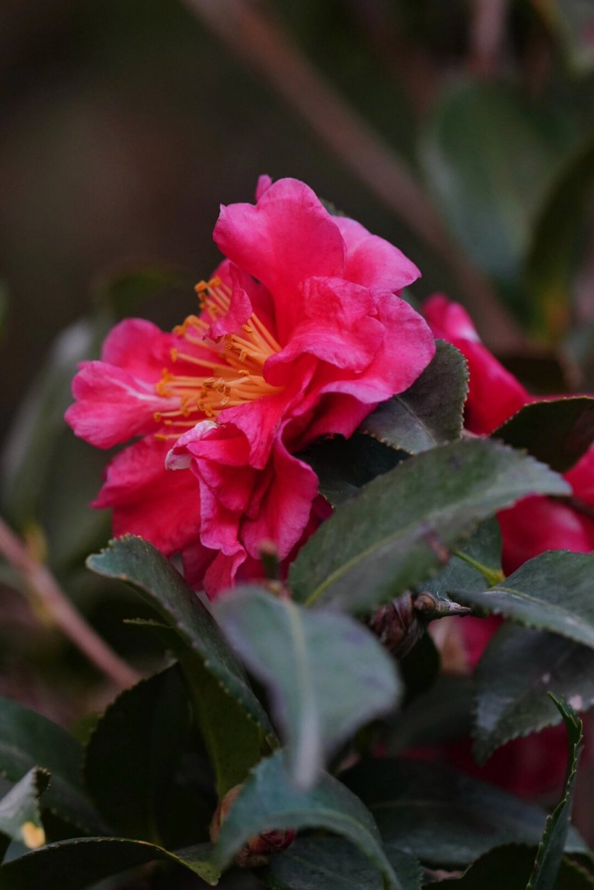 冬日茶梅|小玫瑰(二)  好的,这是为你重新改写的文章:  茶梅品种:小