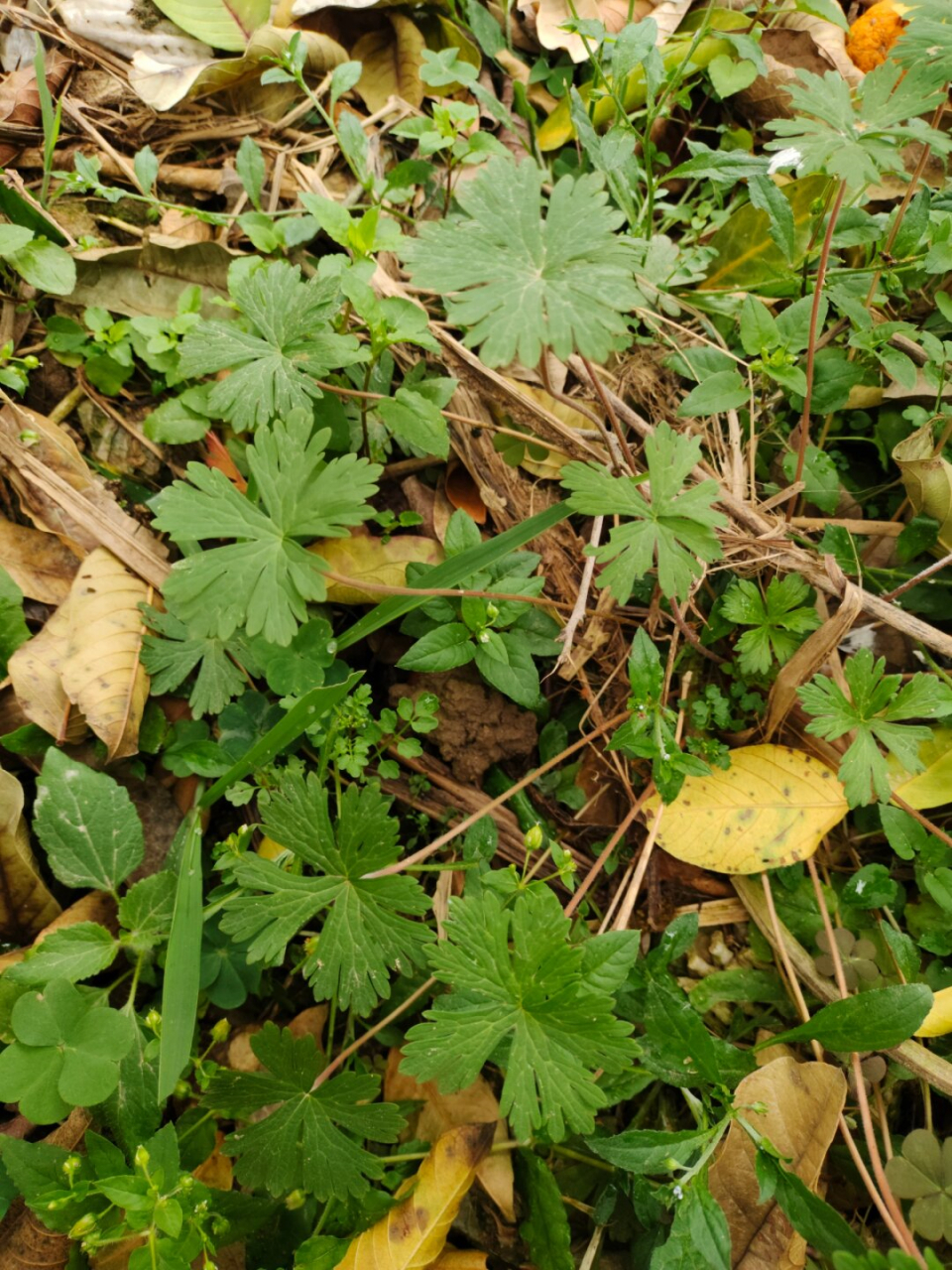 每天认识一种植物—野老鹳  91野老鹳草:自然界的宝藏与多面手  学