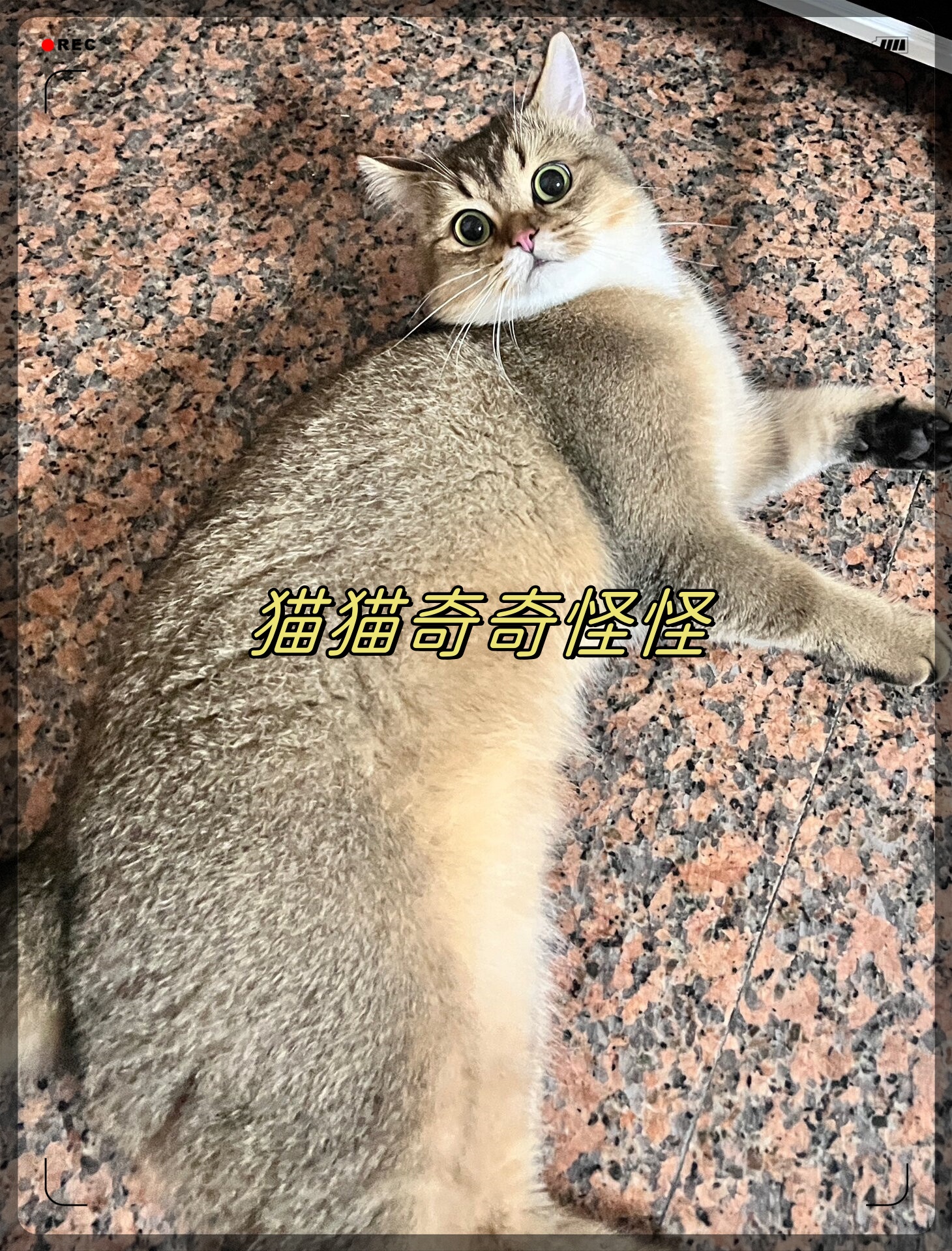 头小身子大的猫图片