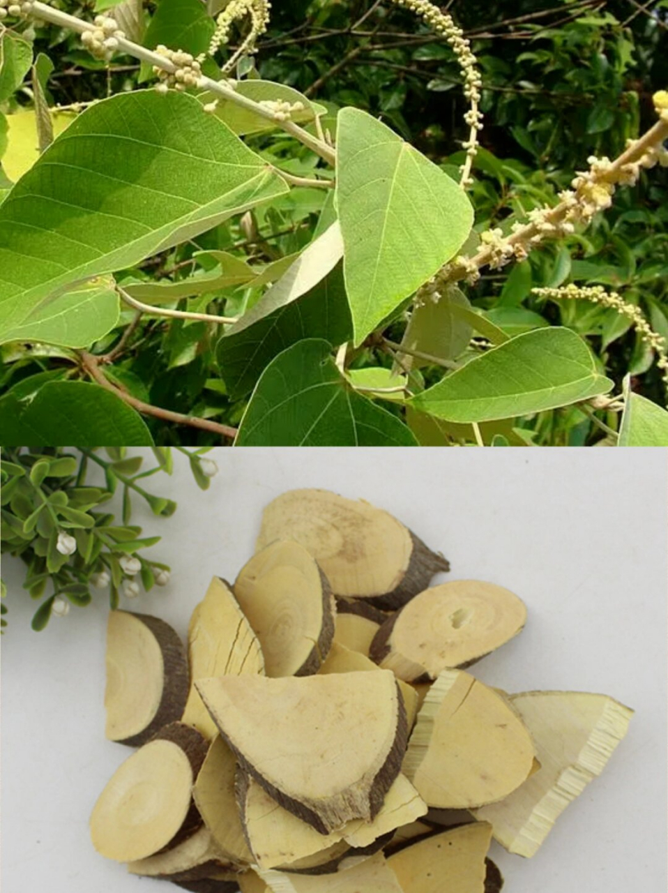 每天认识一味中草药  91 白背木,又名白背叶,白面根,白鹤仙,鸡膓树