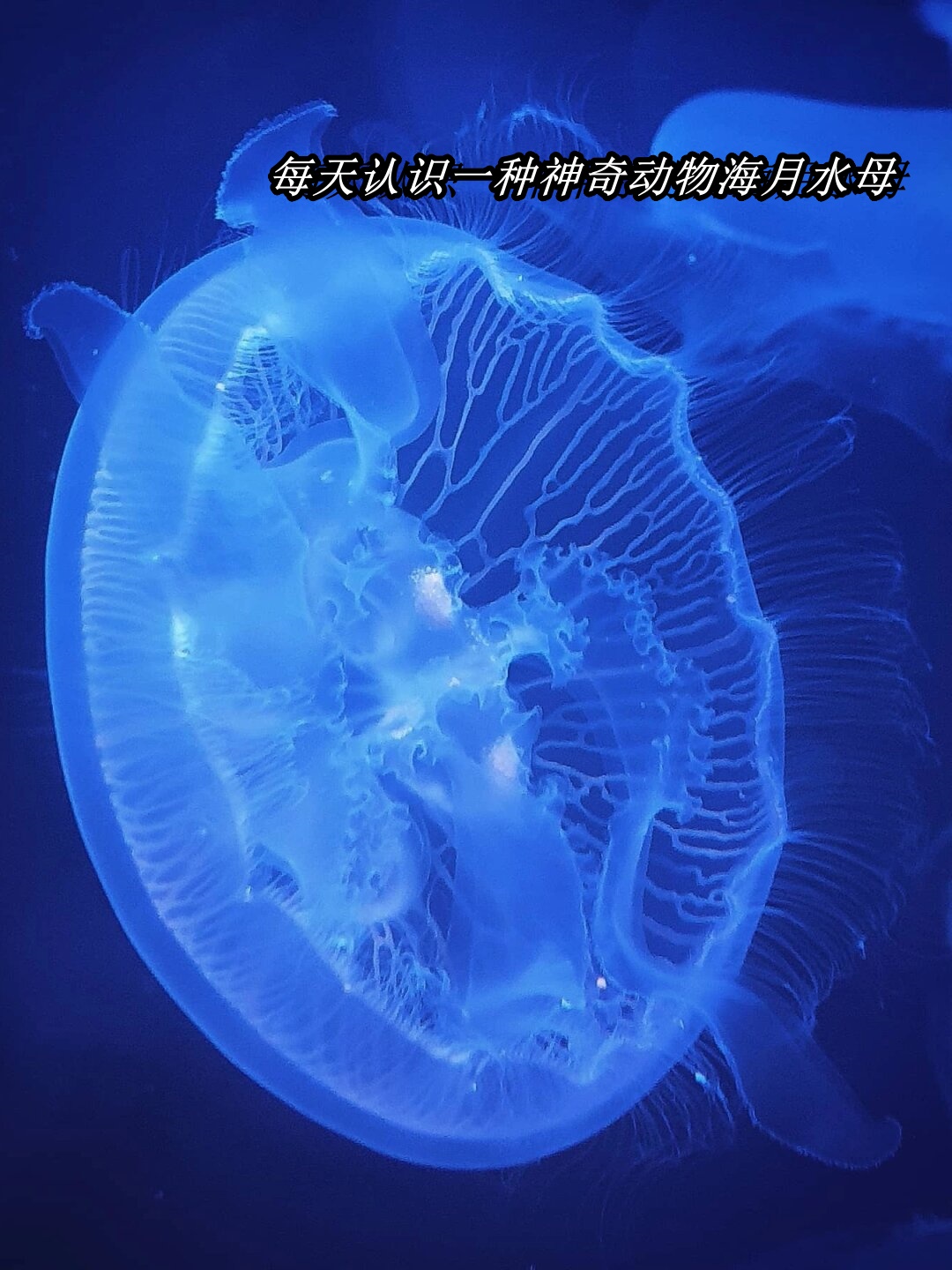 每天认识一种神奇动物海月水母