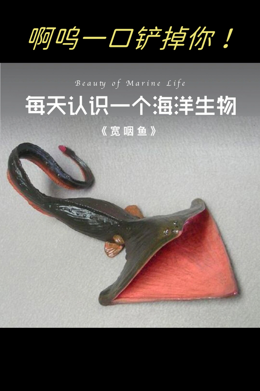 啊呜一口铲掉你!这是宽咽鱼给人们的印象.