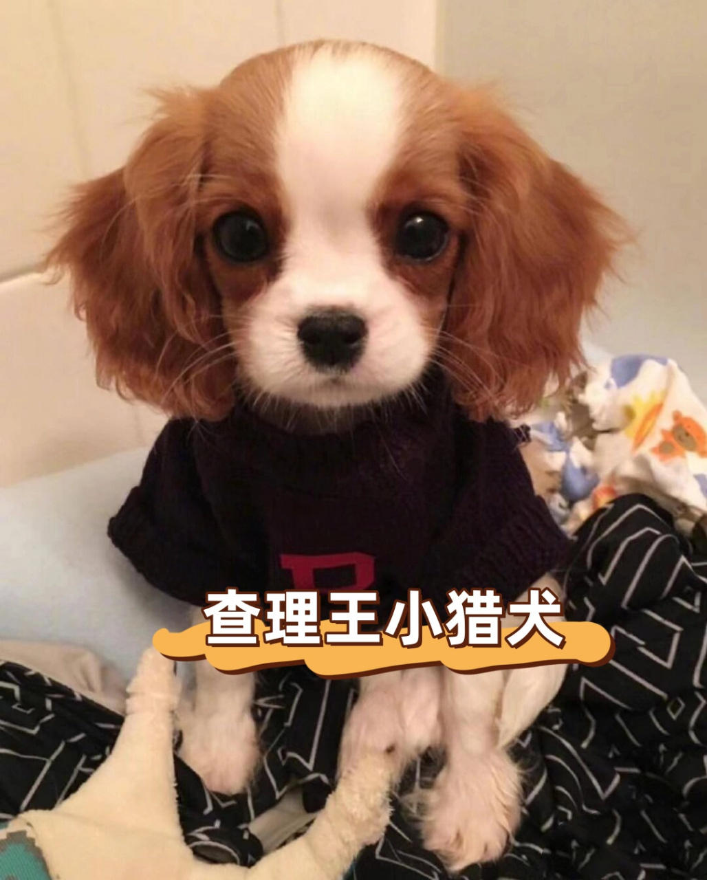 查理王犬的智商图片