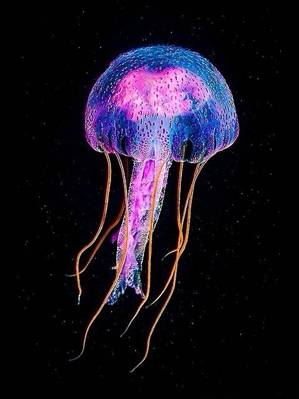 每天认识一种神奇动物  夜光游水母(学名:pelagia noctiluca)  夜光游