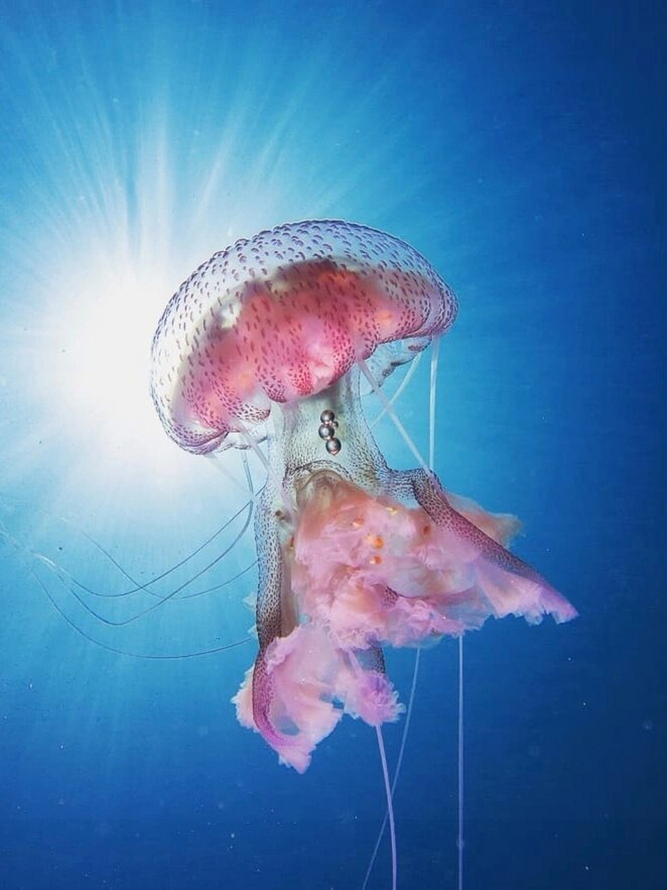 每天认识一种神奇动物  夜光游水母(学名:pelagia noctiluca)  夜光游