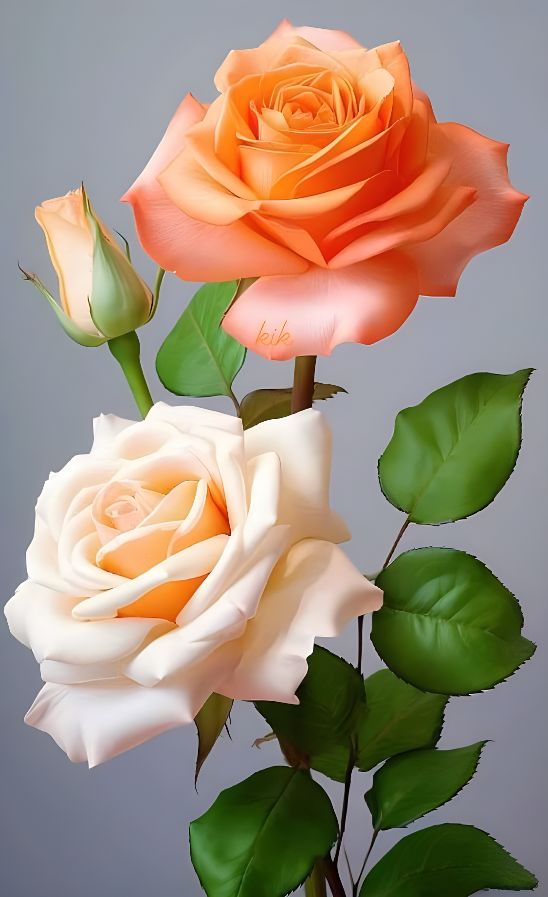 花朵图片,清新淡雅的玫瑰