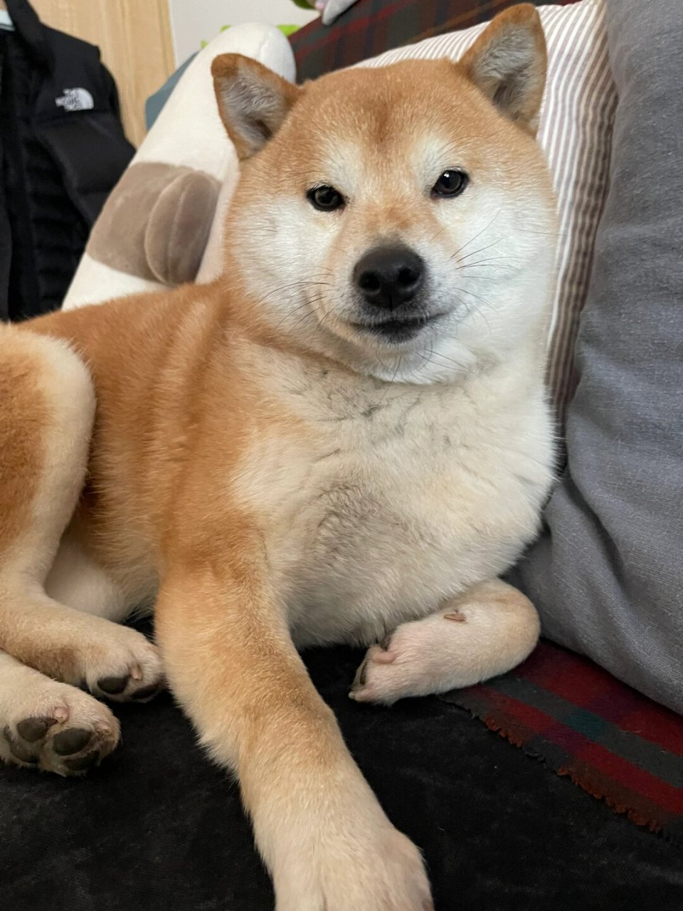 当你抚摸柴犬时,它似乎会感到快乐和满足,仿佛在默默地告诉你:"谢谢