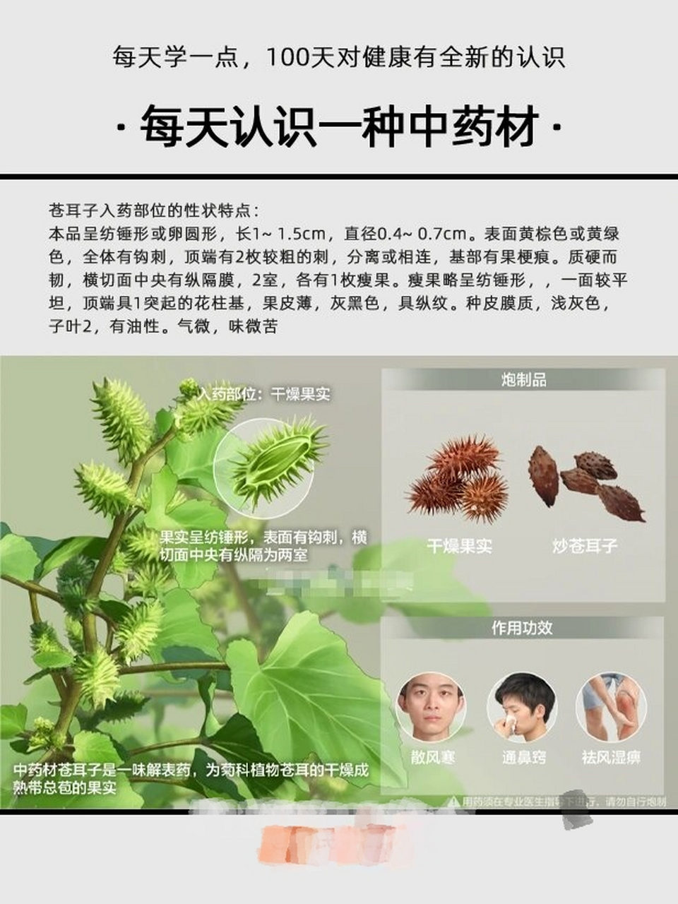 苍耳子  每天认识一种中药材,今天介绍的是苍耳子