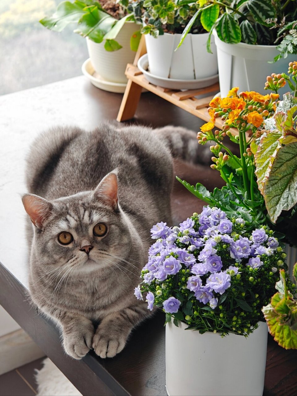 隆重介绍我家小可爱  这是一只人见人爱的英短小猫咪,名叫馒头,小名阿