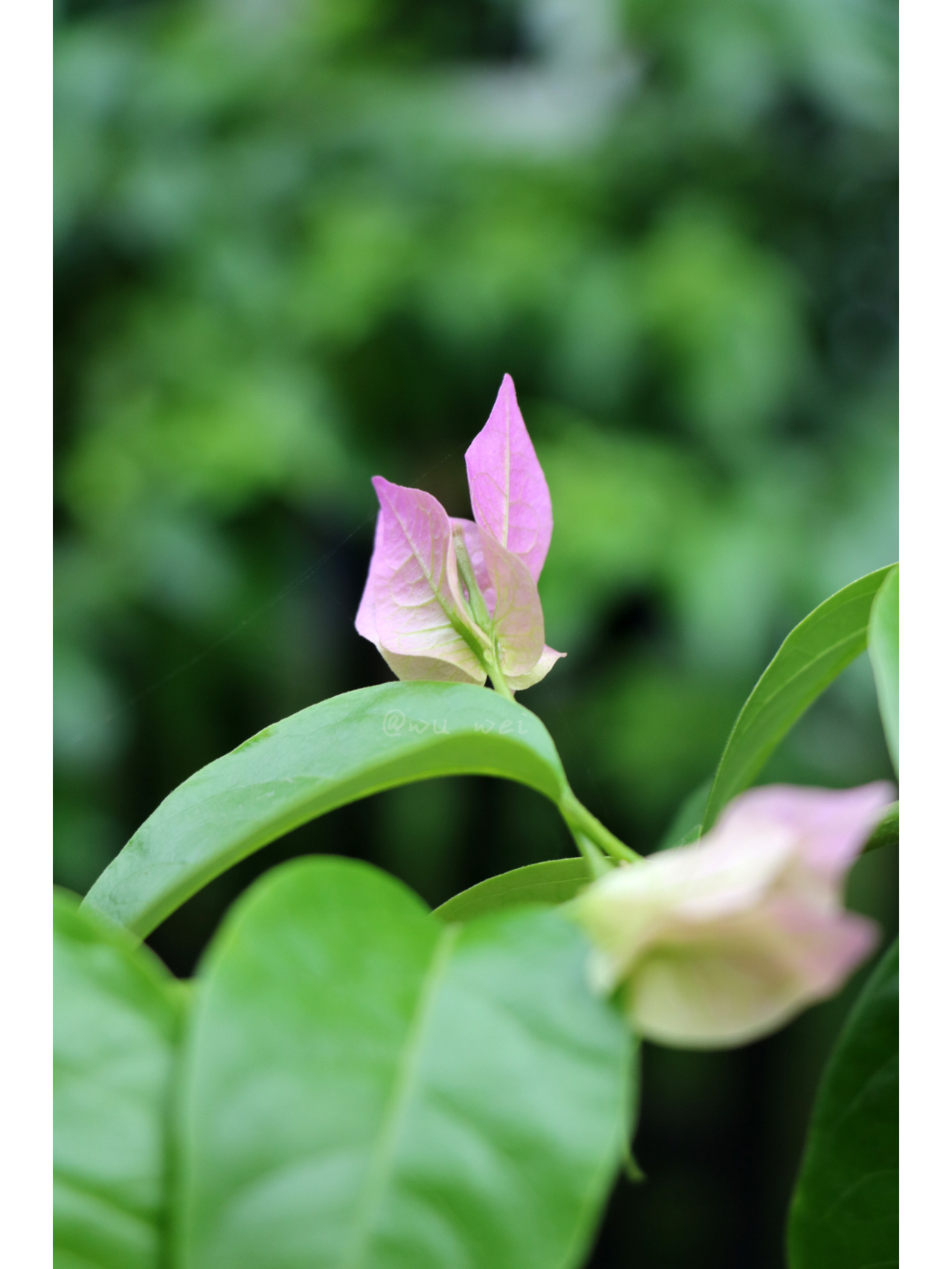 叶子花  叶子花与光叶子花:两种相似植物的辨别方法  当我们谈论叶子