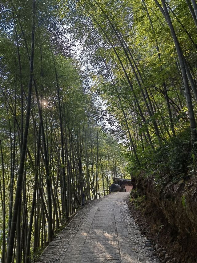 木坑竹海,位于中国安徽省黄山市,是一个充满自然美景和人文底蕴的旅游