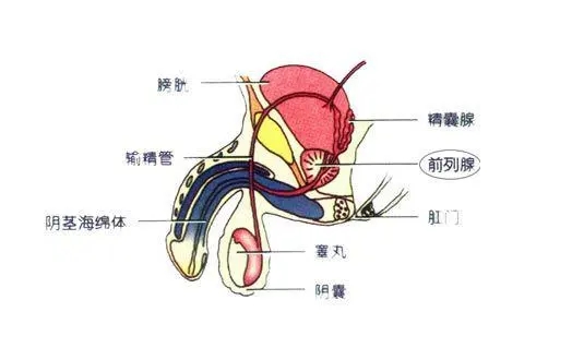 输精管四个部分图片