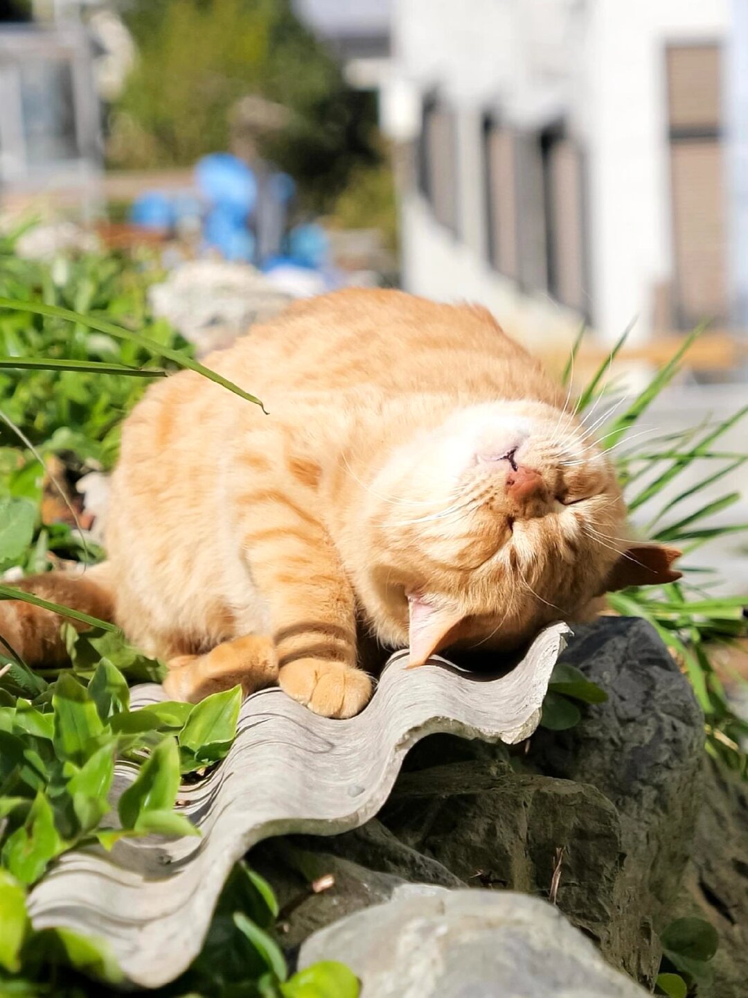 猫为什么晒太阳
