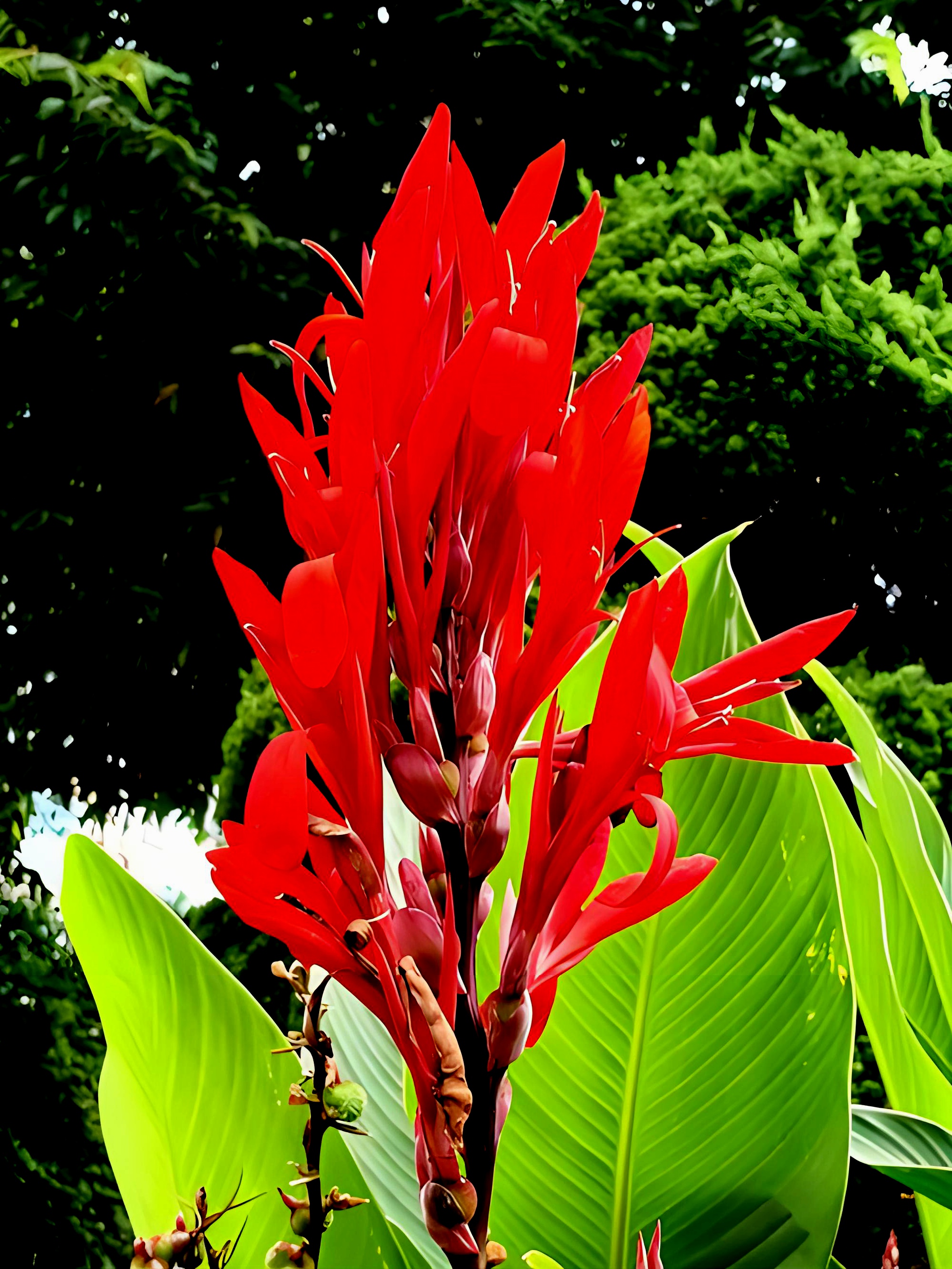 草本花卉植物《美人蕉》