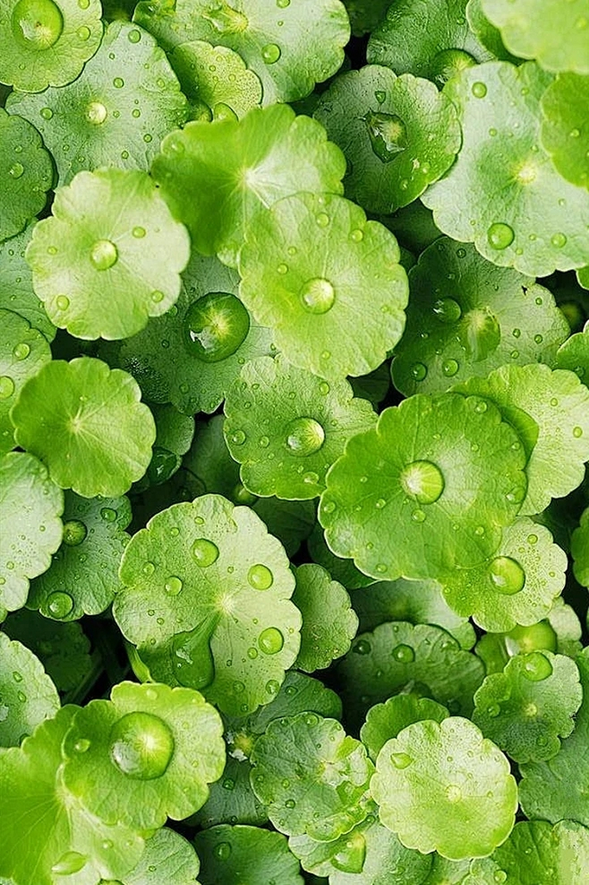 手机电脑壁纸头像-绿色护眼壁纸 清新的绿,春天的气息,最是养眼 #最靓